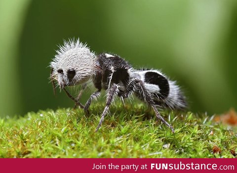 Panda Ant (actually a wingless wasp) from Chile