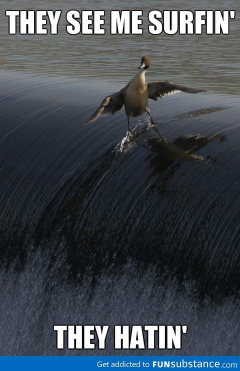 They see me surfin'