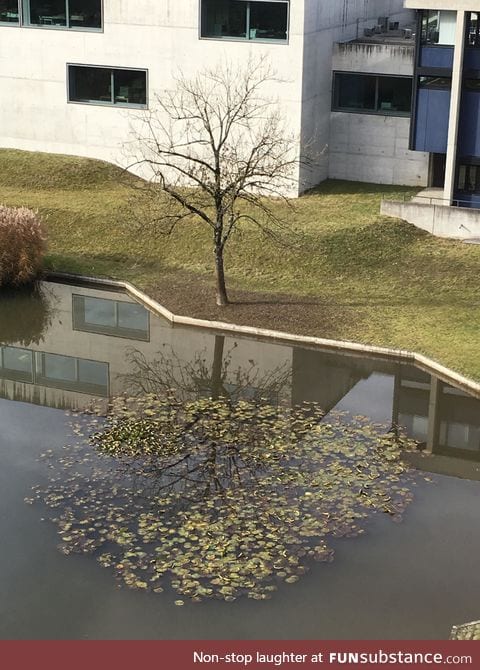 Perfect tree reflection