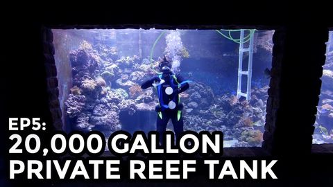 Absolute Genius Builds 20,000 Gallon Aquarium in His Home