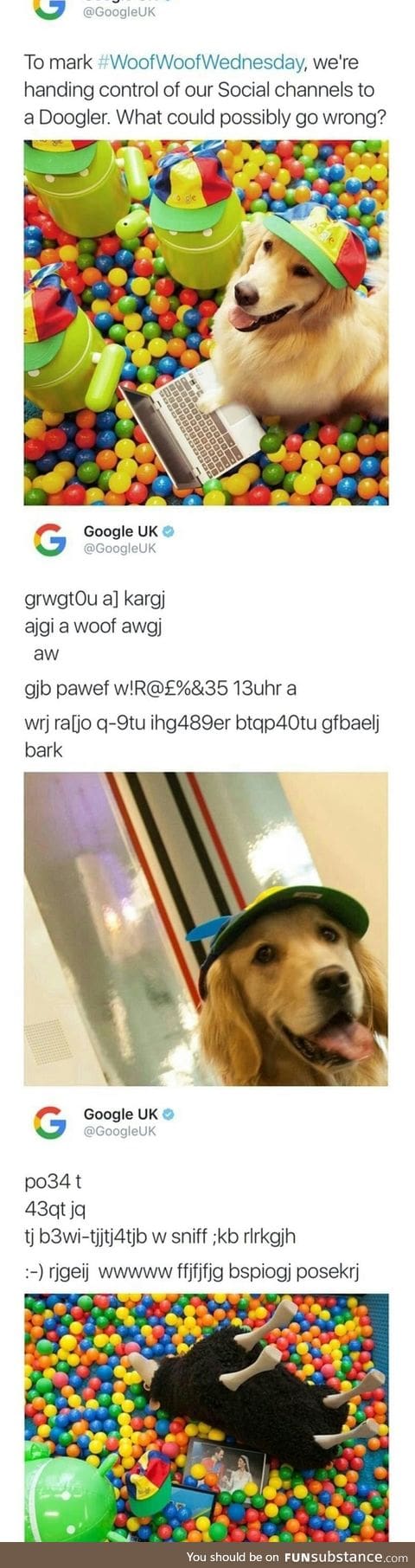 Doggo takes over Google