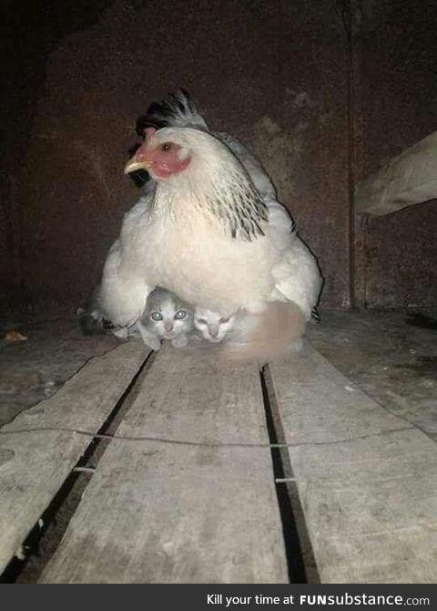 Hen taking care of kittens during storm