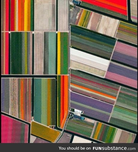 Satellite image of tulip fields in Holland