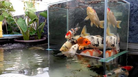 Fish towers make your fish look like they're in Zero-G