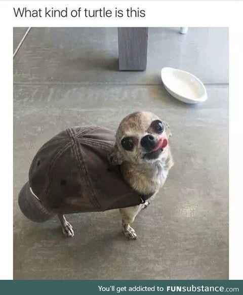 TMNT doggo