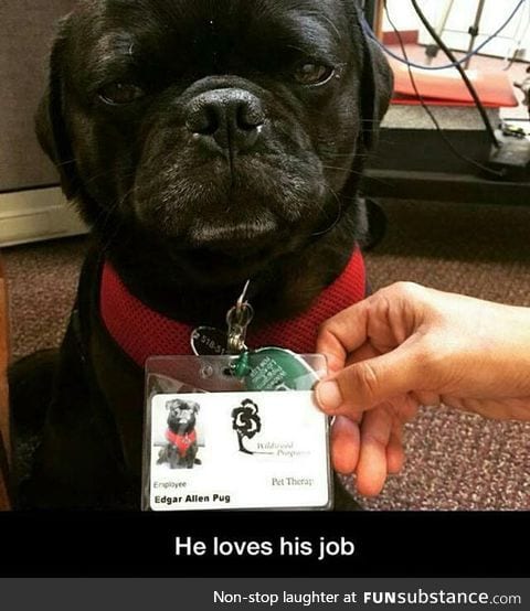 Edgar the pug