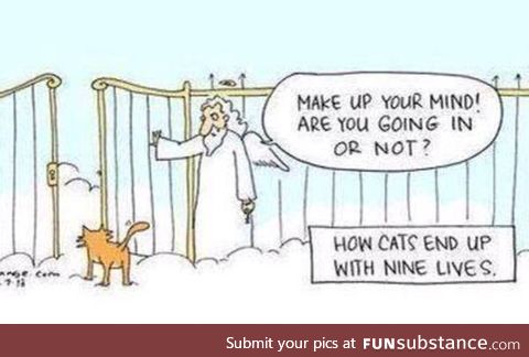 How cats end up with nine lives
