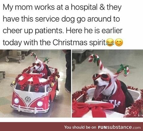 Christmas dog