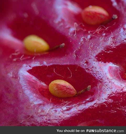 Strawberry "seeds" are actually the fruit, here's a close-up showing the stems