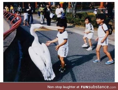 And thats the day the boy became afraid of pelicans