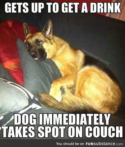 All three of my dogs do this, but my German Shepherd is the worst about it.