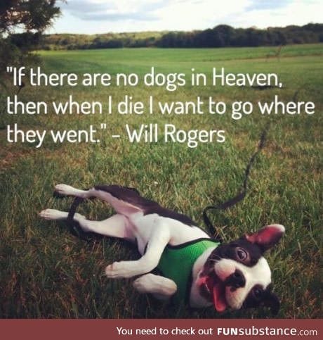 Dog heaven