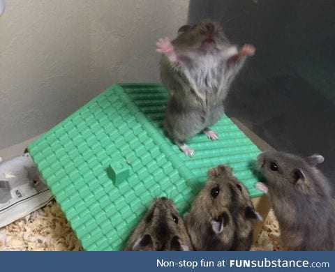 Hamster preaching to his people