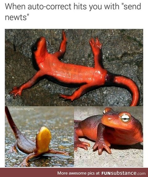 Newts FTW