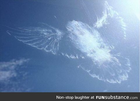 This isn't a bird-shaped cloud. A bird flew into this window and left this mark