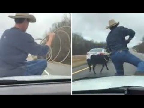 Cowboy lassos escaped calf from hood of cop cruiser