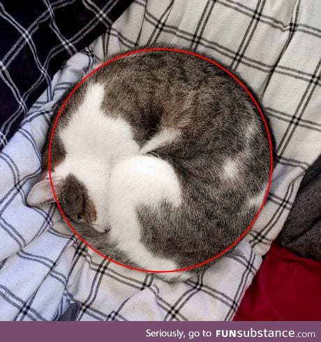 Nearly perfect cat circle
