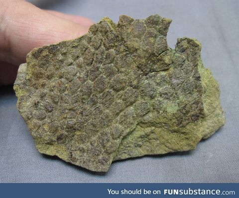 Fossilized dinosaur skin