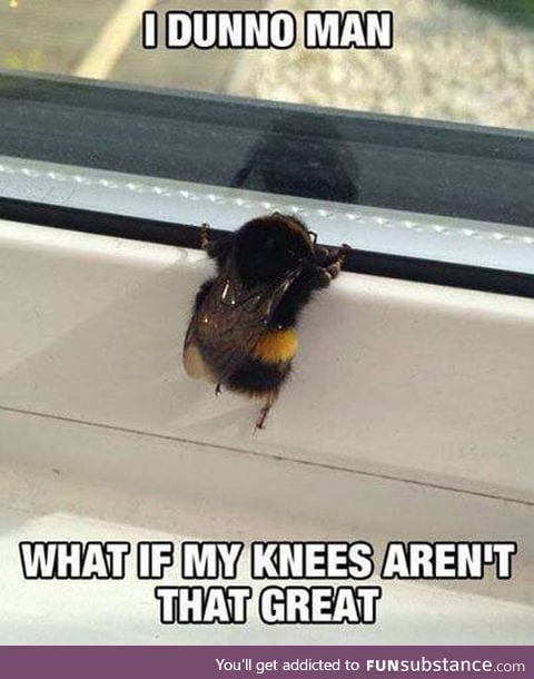 The Bee's Knees