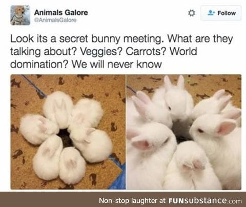 Bunny meeting