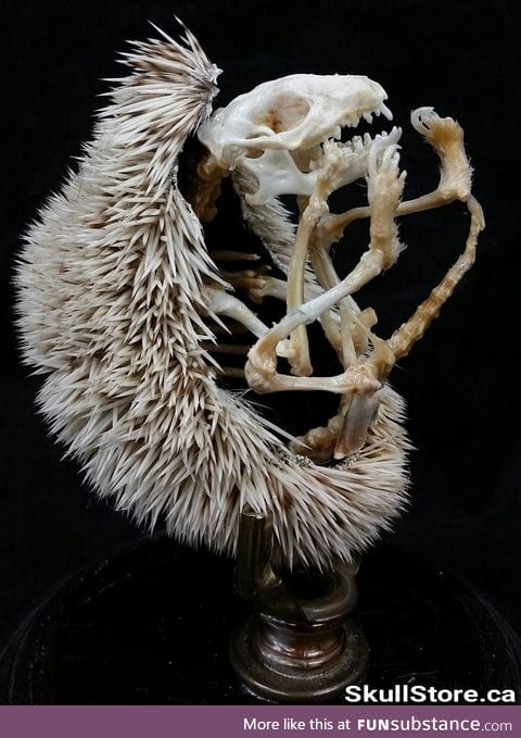 Hedgehog skeletons are creepily amazing