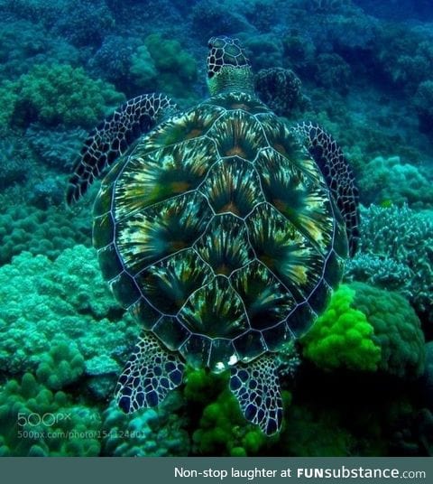Stunning sea turtle shell
