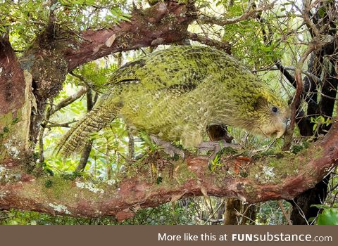 Pretty good camouflage for a giant, flightless parrot