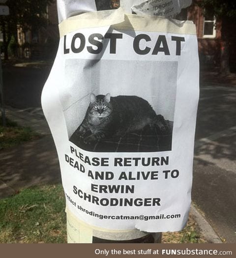 Help us find this cat