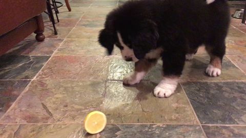 Doggo vs lemon