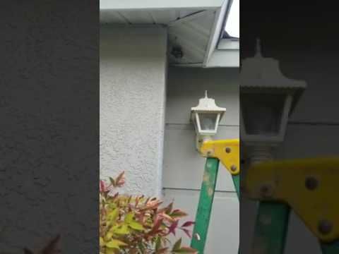Man destroys yellow jacket nest with bare hands
