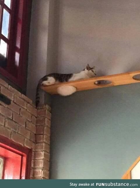 Perfect spot for a chubby cat
