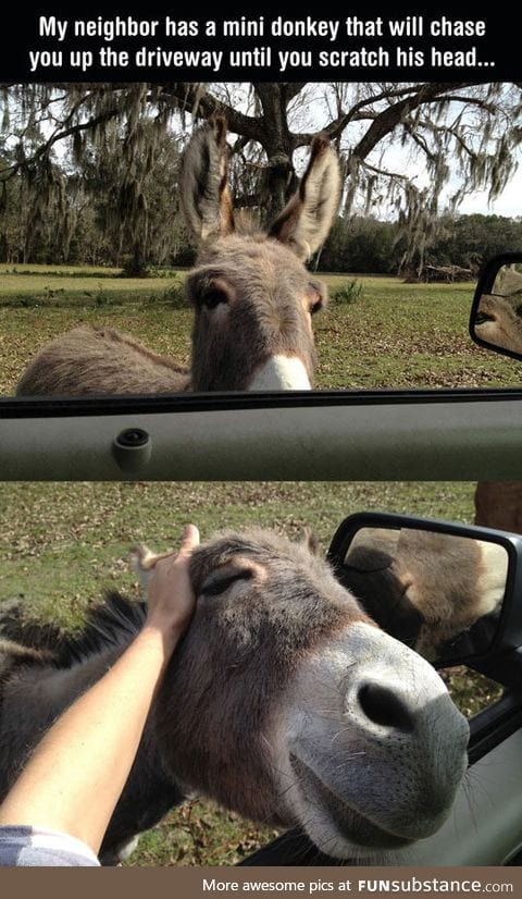 You'll Probably Never Be As Happy As This Donkey