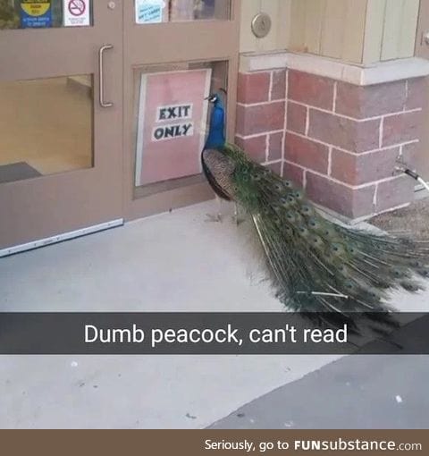 Dumbass peacock