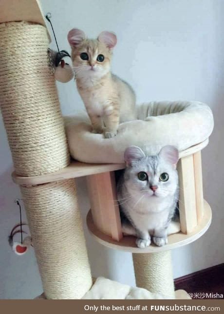 Cats in their house