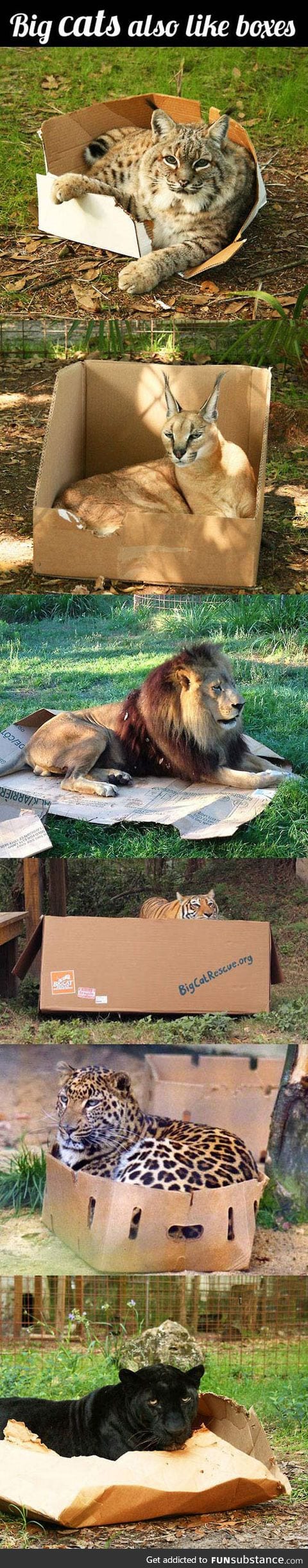 If I fits, I sits: Big cat edition