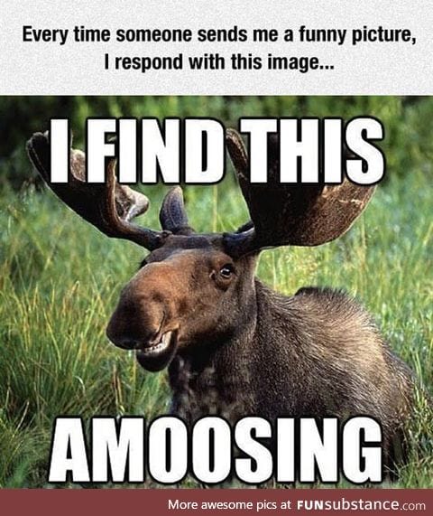 Amused moose