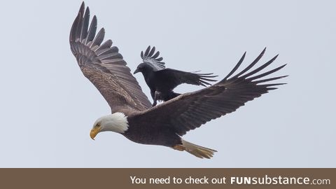 This is a crow riding an eagle