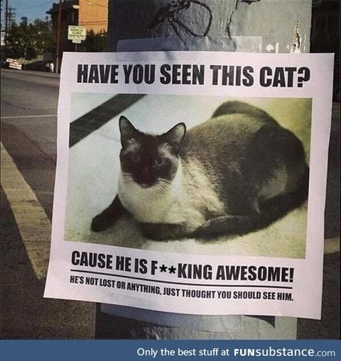 Have you seen this feline?