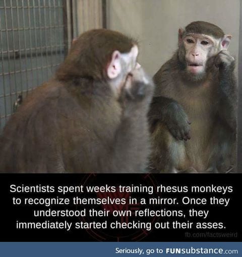 Tks if I were a monkey