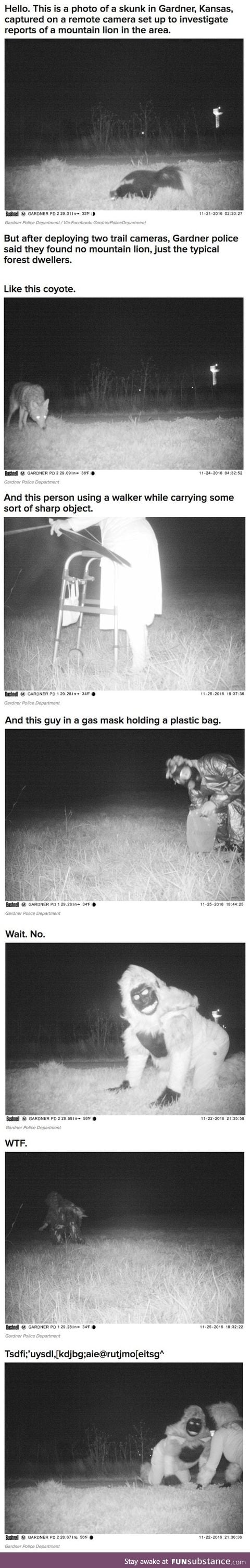 Mountain lion cam