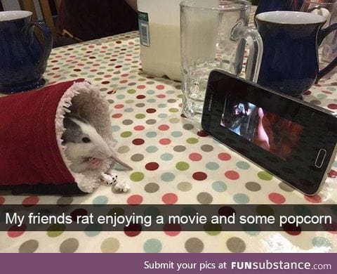 He's watching Ratatouille... cause what other movie would a rat watch??