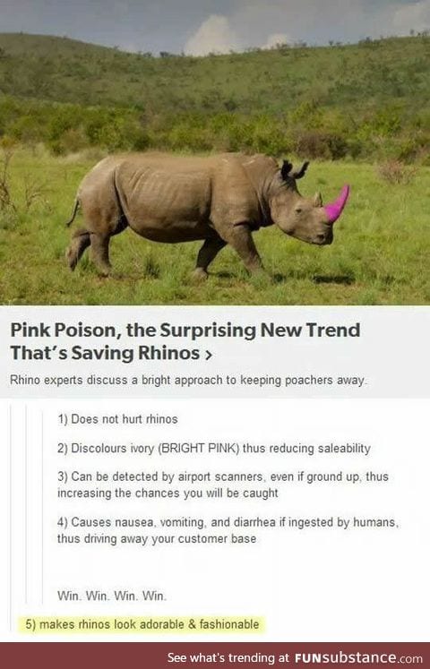 Fabulous rhinos