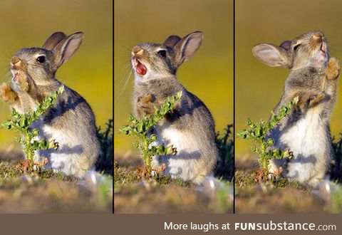 Photographer caught a baby bunny trying to eat a thistle