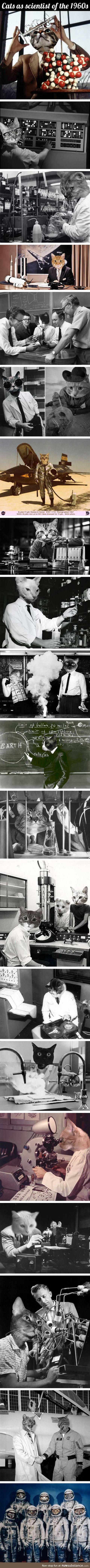 If cats were scientists