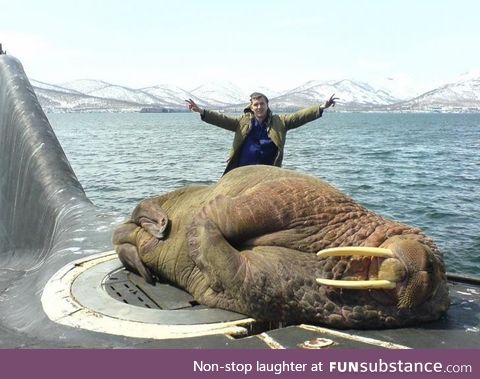 A walrus sleeping on a Russian submarine