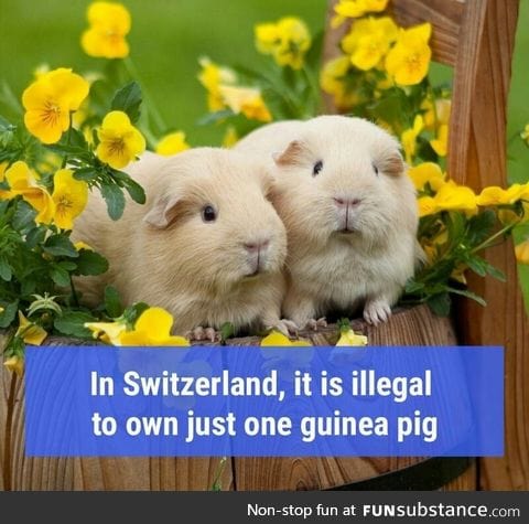 Guinea pig rights