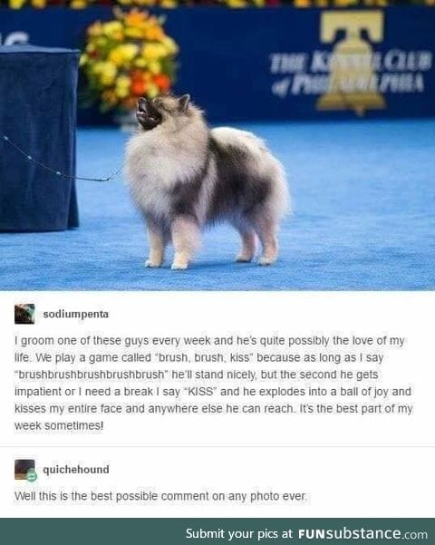 Dogs are precious beings