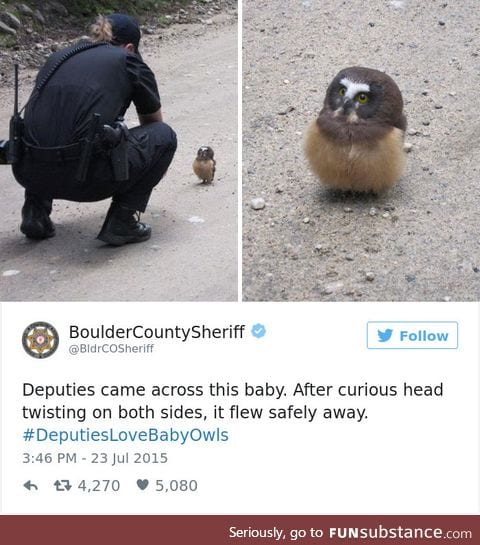 Baby owls are precious