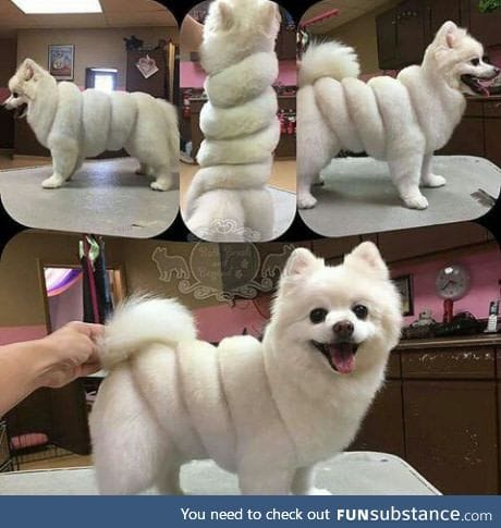 What did he say to his groomer?