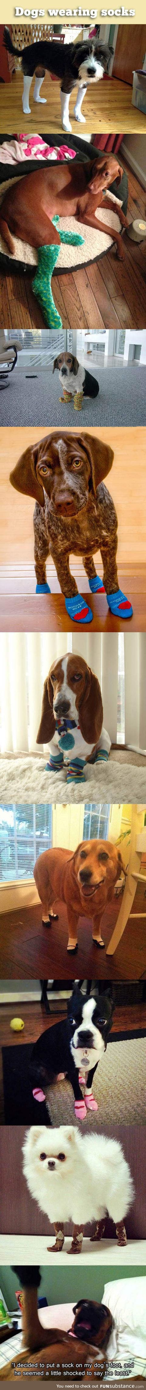 Dogs wearing socks compilation